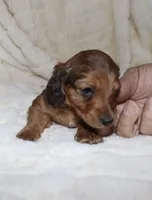 Chrysler- longhair, a male Miniature Dachshund for sale in Lovely, KY – Photo 6 of 7