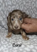 Coral LH Isabella dapple, a female Miniature Dachshund for sale in Lovely, KY – 7 of 8