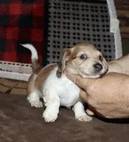 Whyatt (Longhaired) cream piebald, a male Miniature Dachshund for sale in Lovely, KY – 7 of 7