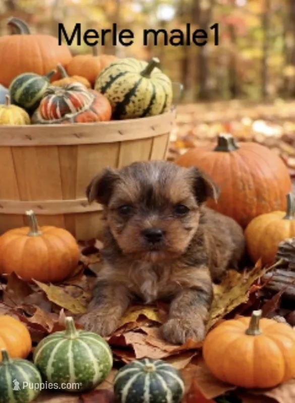 Solly - Merle male 1 – Yorkshire Terrier puppy for sale in Lovely, KY