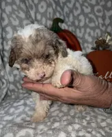 Maggie, a female Poodle - Miniature  for sale in Lovely, KY – 7 of 8