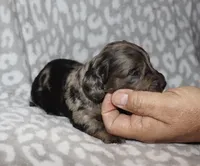 Cordae. (Long haired) dapple, a male Miniature Dachshund for sale in Lovely, KY – 4 of 7