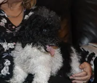 Venom, a female Poodle - Toy  for sale in Lovely, KY – Photo 6 of 7