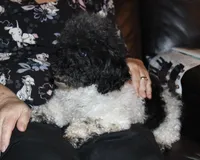 Venom, a female Poodle - Toy  for sale in Lovely, KY – Photo 5 of 7