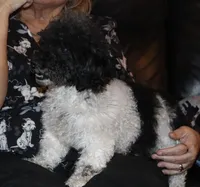 Venom, a female Poodle - Toy  for sale in Lovely, KY – Photo 4 of 7