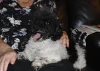 Venom, a female Poodle - Toy  for sale in Lovely, KY – Photo 1 of 7