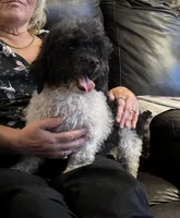 Venom, a female Poodle - Toy  for sale in Lovely, KY – Photo 2 of 7