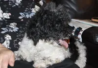 Venom, a female Poodle - Toy  for sale in Lovely, KY – Photo 7 of 7