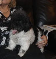 Venom, a female Poodle - Toy  for sale in Lovely, KY – Photo 3 of 7