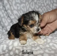 Tiny Solana - Parti factor, a female Yorkshire Terrier for sale in Lovely, KY – 3 of 9