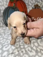 Tibbs, a male Miniature Dachshund for sale in Lovely, KY – 2 of 6