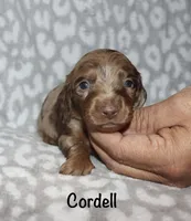 Cordell, a male Miniature Dachshund for sale in Lovely, KY – 2 of 8