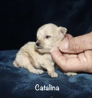 Catalina, a female Poodle - Toy  for sale in Lovely, KY – 4 of 7