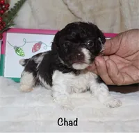 Chad - brown and white, a male Poodle - Toy  for sale in Lovely, KY – Photo 2 of 9