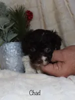 Chad - brown and white, a male Poodle - Toy  for sale in Lovely, KY – Photo 7 of 9
