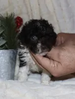 Chad - brown and white, a male Poodle - Toy  for sale in Lovely, KY – Photo 6 of 9