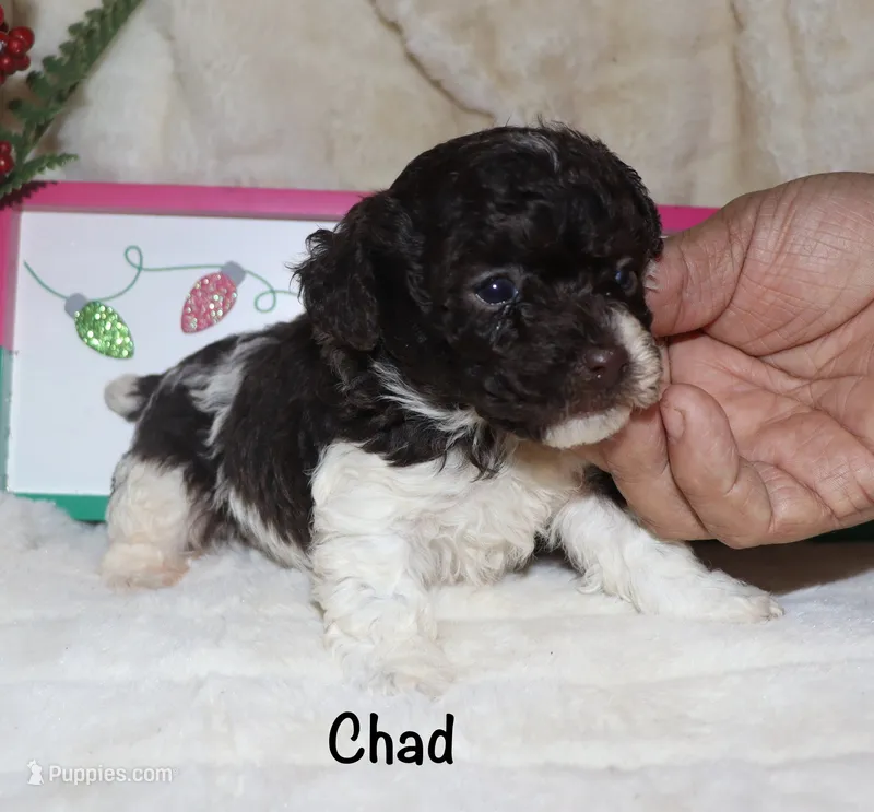 Chad - brown and white