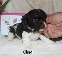 Chad - brown and white, a male Poodle - Toy  for sale in Lovely, KY – Photo 1 of 9