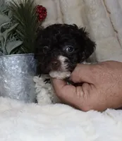 Chad - brown and white, a male Poodle - Toy  for sale in Lovely, KY – Photo 5 of 9