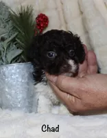 Chad - brown and white, a male Poodle - Toy  for sale in Lovely, KY – Photo 4 of 9