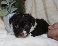 Chad - brown and white, a male Poodle - Toy  for sale in Lovely, KY – Photo 8 of 9