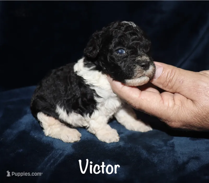Victor – Poodle - Toy  puppy for sale in Lovely, KY