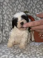 Millie, a female Poodle - Miniature  for sale in Lovely, KY – 5 of 7