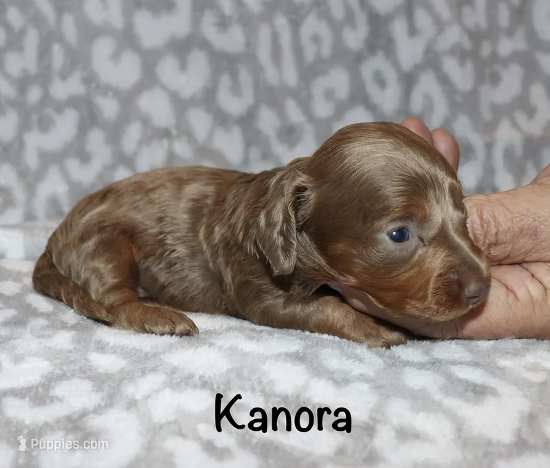 Kanora (longhaired) isabella – Miniature Dachshund puppy for sale in Lovely, KY