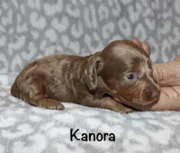 Kanora (longhaired) isabella, a female Miniature Dachshund for sale in Lovely, KY – 1 of 7