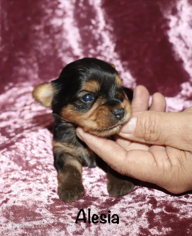 Alesia – Yorkshire Terrier puppy for sale in Lovely, KY