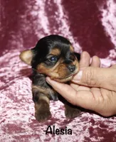 Alesia, a female Yorkshire Terrier for sale in Lovely, KY – 1 of 7