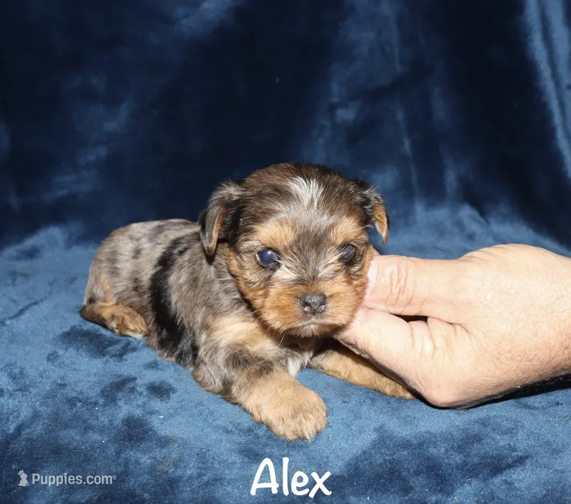 Alex.  ( merle) – Yorkshire Terrier puppy for sale in Lovely, KY