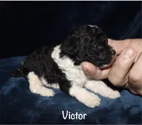 Victor, a male Poodle - Toy  for sale in Lovely, KY – 2 of 5