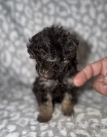 Dennis tiny dark brown phantom, a male Poodle - Toy  for sale in Lovely, KY – 5 of 7