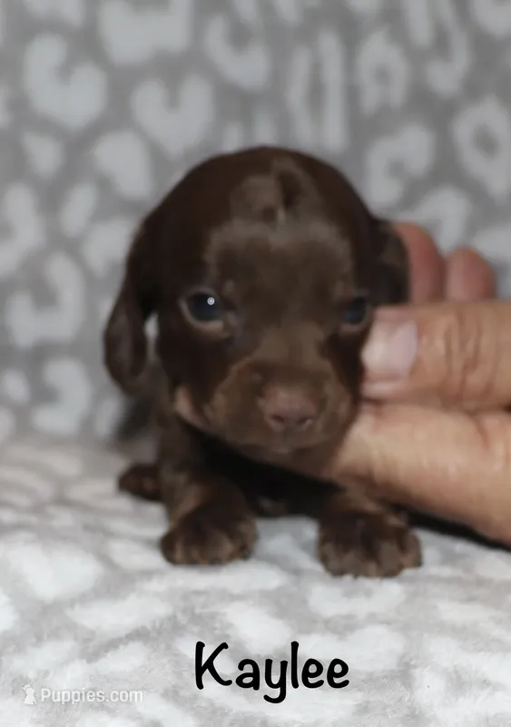 Kaylee (tiny girl) – Miniature Dachshund puppy for sale in Lovely, KY
