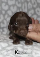 Kaylee (tiny girl), a female Miniature Dachshund for sale in Lovely, KY – 1 of 10