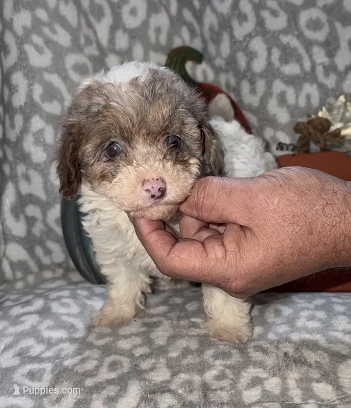 Maggie – Poodle - Miniature  puppy for sale in Lovely, KY