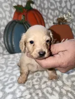 Tibbs, a male Miniature Dachshund for sale in Lovely, KY – 5 of 6