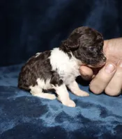 Bitsy, a female Poodle - Toy  for sale in Lovely, KY – 5 of 6