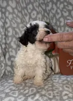 Millie, a female Poodle - Miniature  for sale in Lovely, KY – 7 of 7