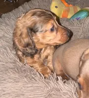 Skeeter (Long haired dapple), a male Miniature Dachshund for sale in Lovely, KY – 2 of 10