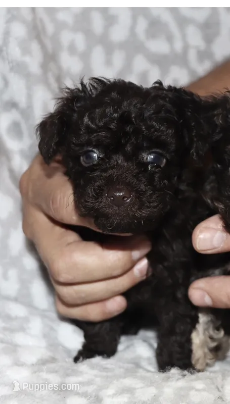 Dexter. Dark brown – Poodle - Toy  puppy for sale in Lovely, KY