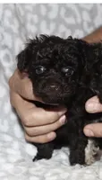 Dexter. Dark brown, a male Poodle - Toy  for sale in Lovely, KY – 1 of 1