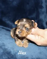 Alex.  ( merle), a male Yorkshire Terrier for sale in Lovely, KY – 4 of 5