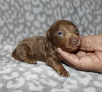 Kanora (longhaired) isabella, a female Miniature Dachshund for sale in Lovely, KY – 7 of 7