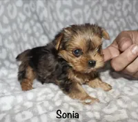 Tiny Sonia - merle, a female Yorkshire Terrier for sale in Lovely, KY – 6 of 6