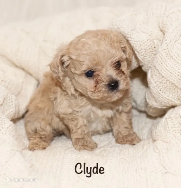 Clyde – Poodle - Toy  puppy for sale in Lovely, KY