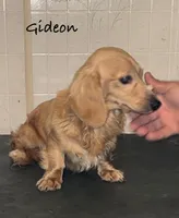 Skyler, a female Miniature Dachshund for sale in Lovely, KY – Photo 5 of 6