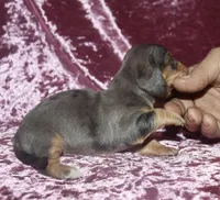 Skyler, a female Miniature Dachshund for sale in Lovely, KY – Photo 3 of 6