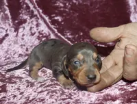 Skyler, a female Miniature Dachshund for sale in Lovely, KY – Photo 2 of 6